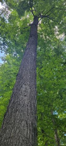 40 Acres 8669 Bird Lane Shoals IN 47581