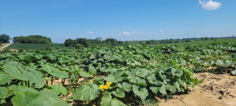42+/- Acres N Wampler Road Bicknell IN 47512