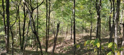 Rusk Road Shoals IN 47581