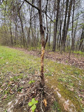 Tract 4 E Pine Road Common Bloomfield IN 47424