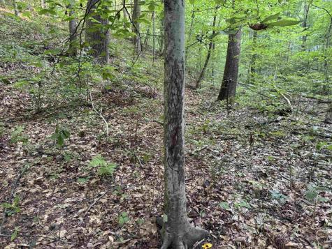 Brushy Fork Road Tell City IN 47586