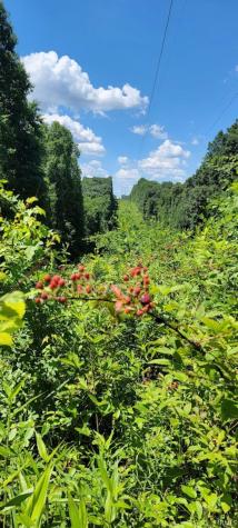 32.34 Acre 8669 Bird Lane Shoals IN 47581