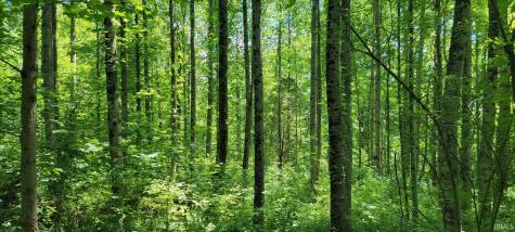 32.34 Acre 8669 Bird Lane Shoals IN 47581