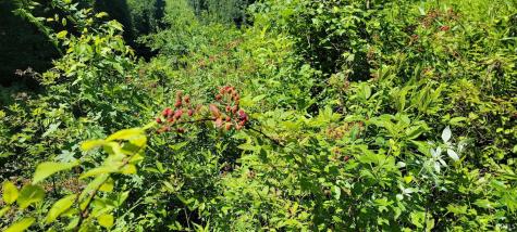 32.34 Acre 8669 Bird Lane Shoals IN 47581
