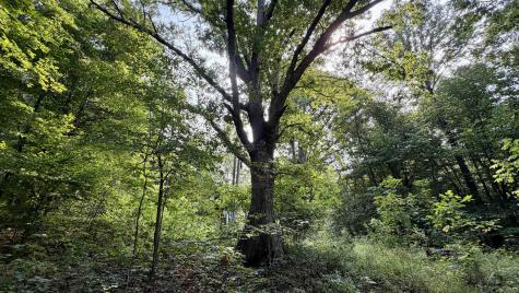 2825 Popcorn Road Springville IN 47462