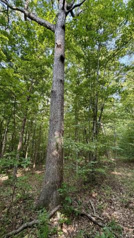 2825 Popcorn Road Springville IN 47462
