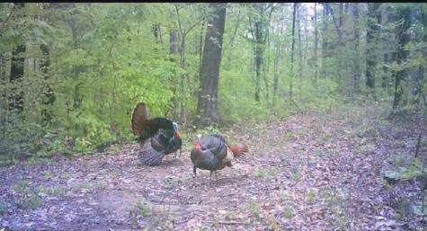 5655 S Dry Branch Road Bloomfield IN 47424