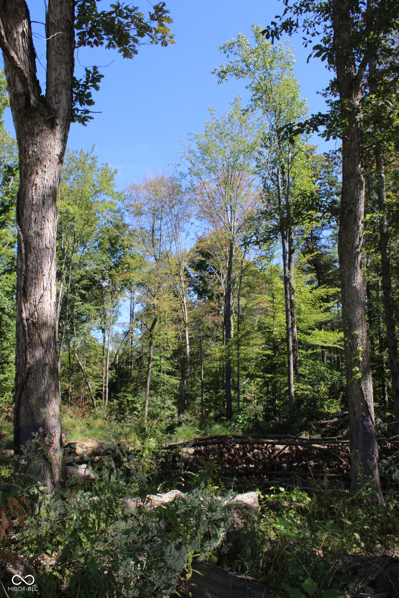 Tract 10 7530 W Private Road 775 S Commiskey IN 47227