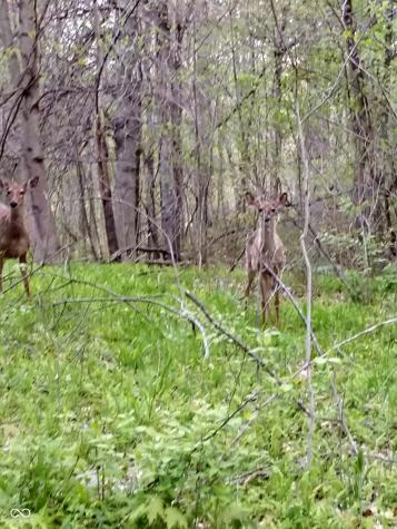 Lot 253 Ottawa Circle Crawfordsville IN 47933