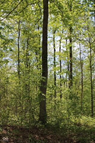 Tract 3: 0 N County Road 555 E Butlerville IN 47265