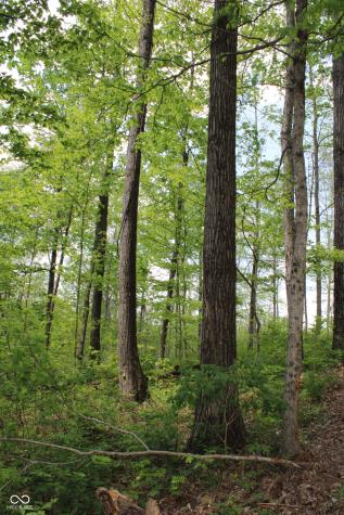 Tract 3: 0 N County Road 555 E Butlerville IN 47265