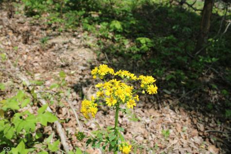 Tract 4: 0 N County Road 555 E Butlerville IN 47265