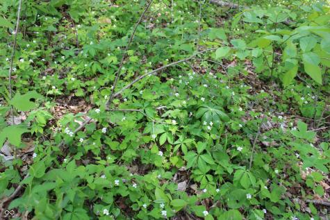 Tract 4: 0 N County Road 555 E Butlerville IN 47265