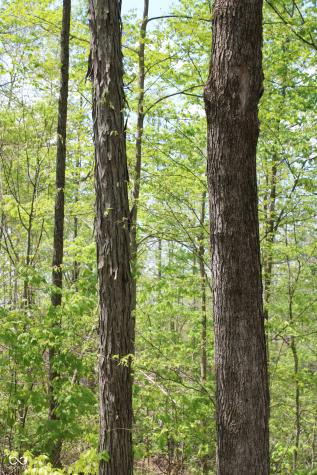 Tract 4: 0 N County Road 555 E Butlerville IN 47265