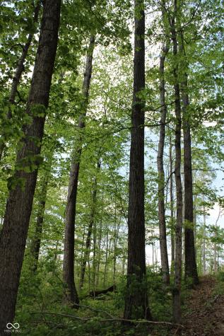 Tract 4: 0 N County Road 555 E Butlerville IN 47265