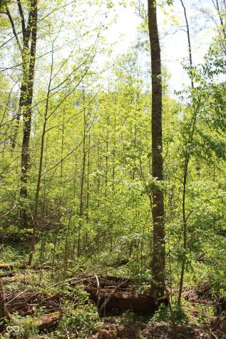 Tract 4: 0 N County Road 555 E Butlerville IN 47265