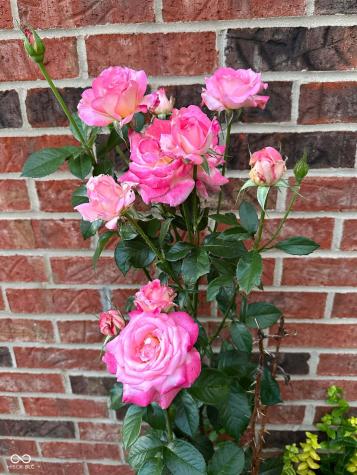 10747 Red Pine Drive Fishers IN 46037