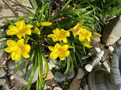 10747 Red Pine Drive Fishers IN 46037