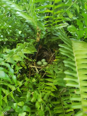 13 Ridgeline Drive Brownsburg IN 46112