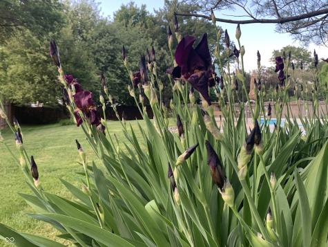 10816 Cody Lane Fishers IN 46037