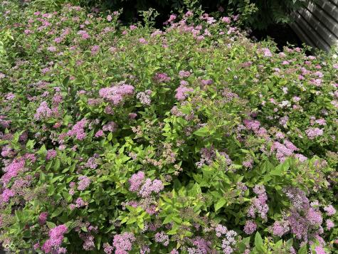 10816 Cody Lane Fishers IN 46037