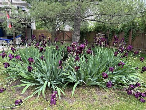 10816 Cody Lane Fishers IN 46037