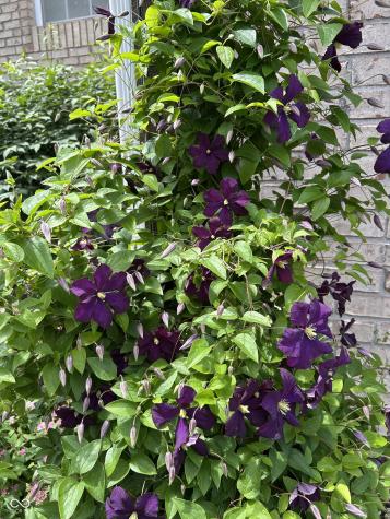 10816 Cody Lane Fishers IN 46037