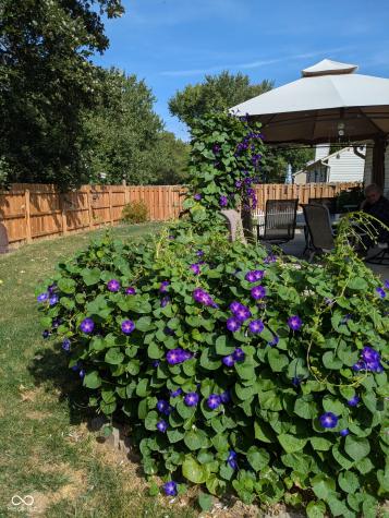 13270 Summerwood Lane Fishers IN 46038