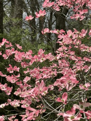 11490 Niagara Drive Fishers IN 46037