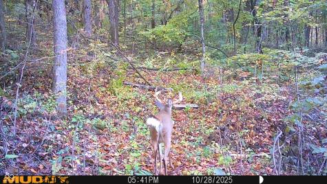2933 S Saluda Hill Road Hanover IN 47243