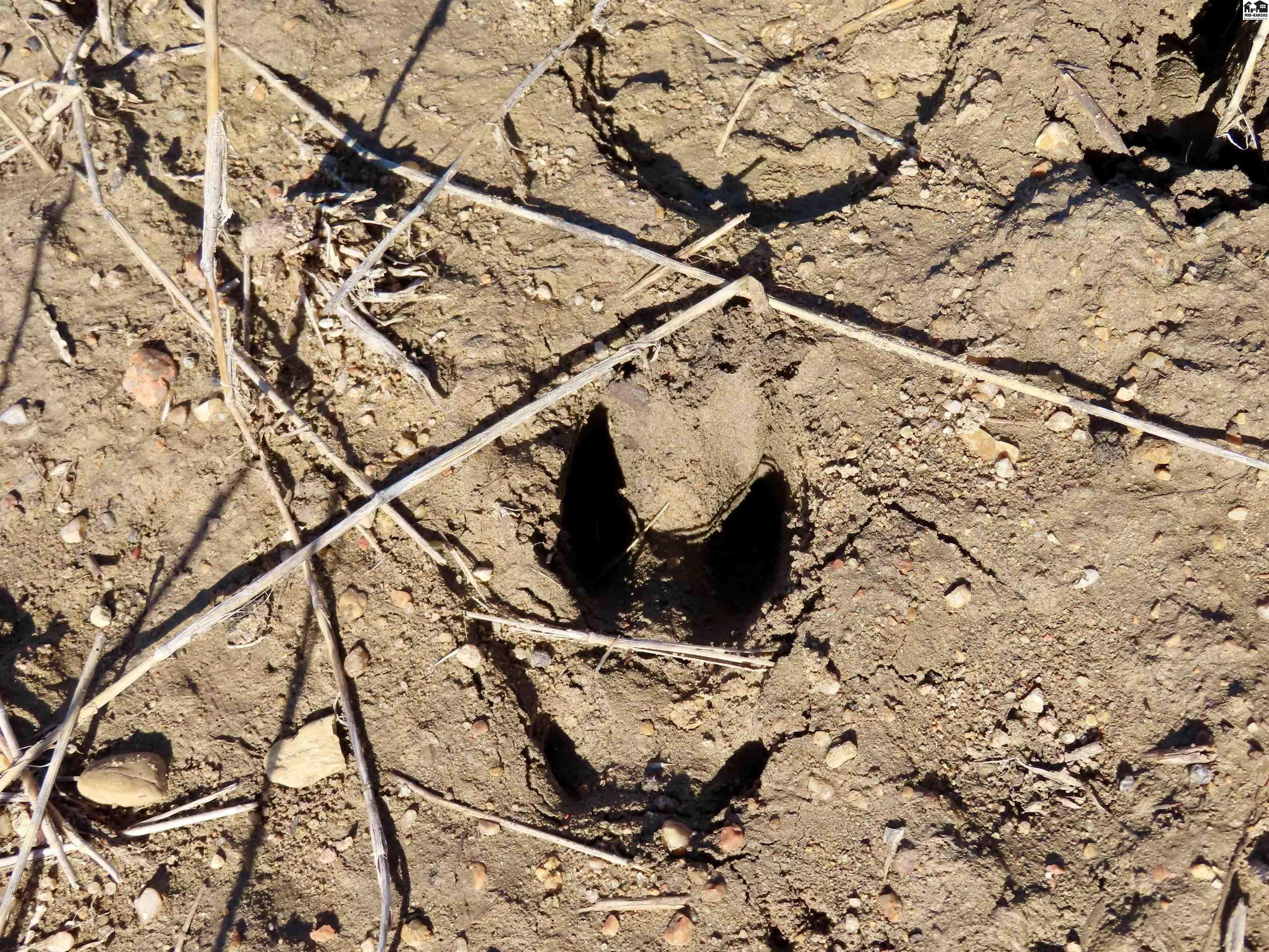 0000 S Dean Road Pretty Prairie KS 67570