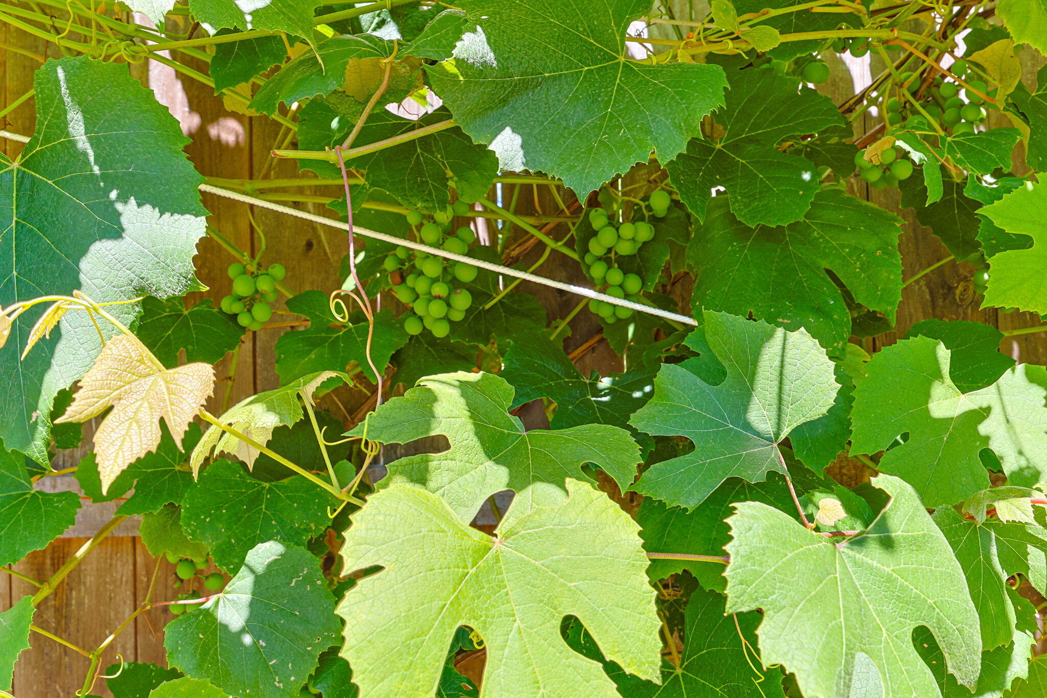 243 Crowell Road Chatham MA 02633