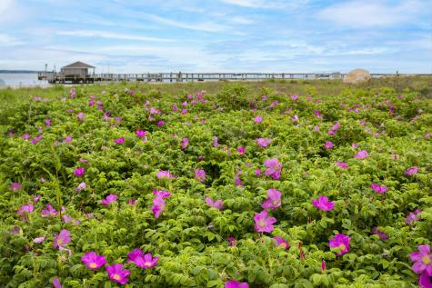 712 Main Street Barnstable MA 02601