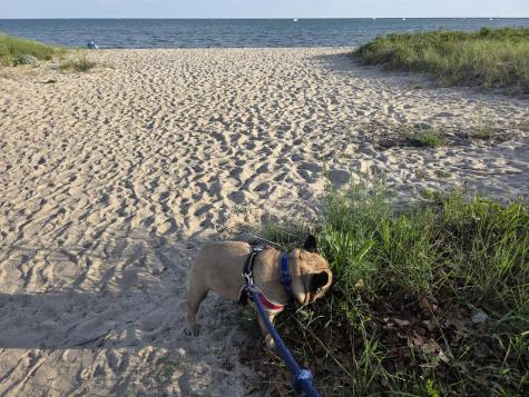 800 Bearses Way Barnstable MA 02601