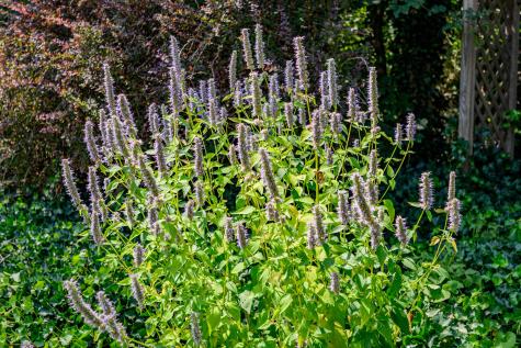 20 Freedom Trail Orleans MA 02653