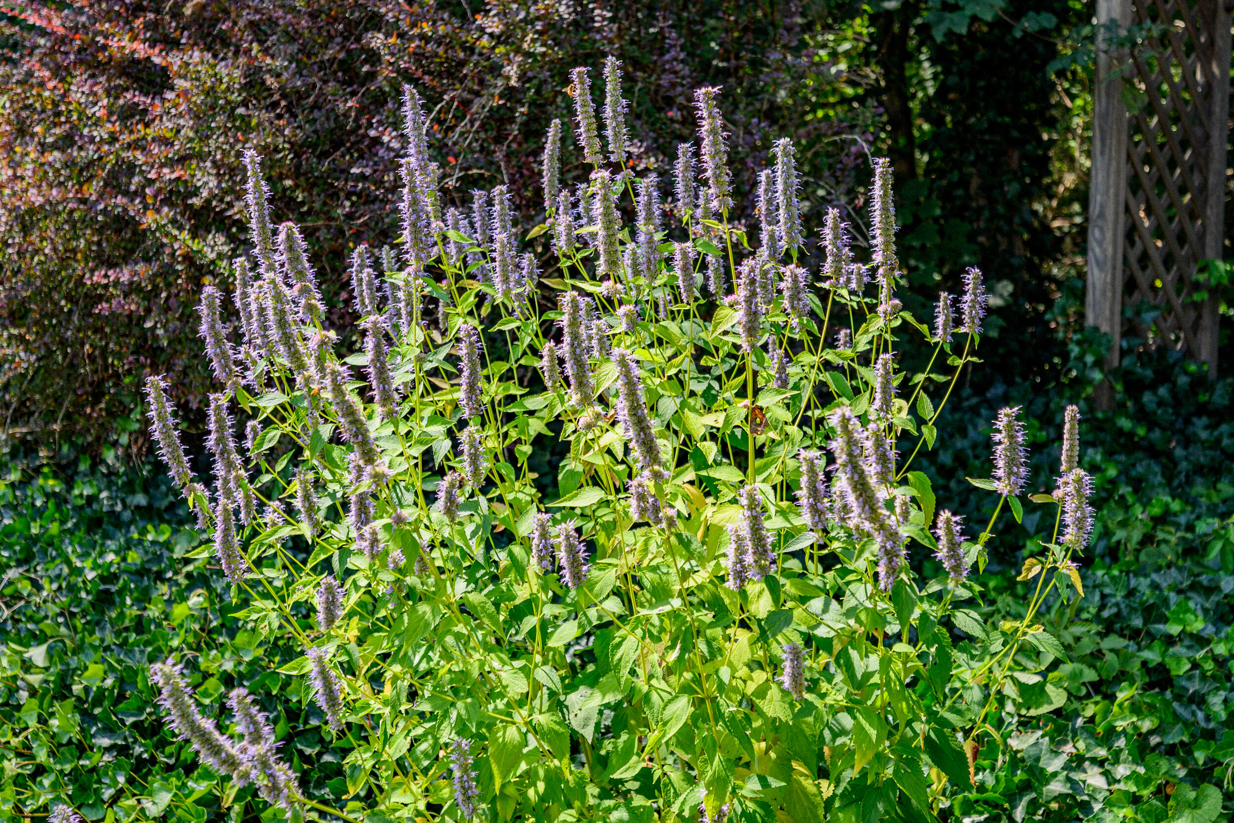 20 Freedom Trail Orleans MA 02653