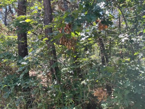 10 Shadbush Circle Mashpee MA 02649