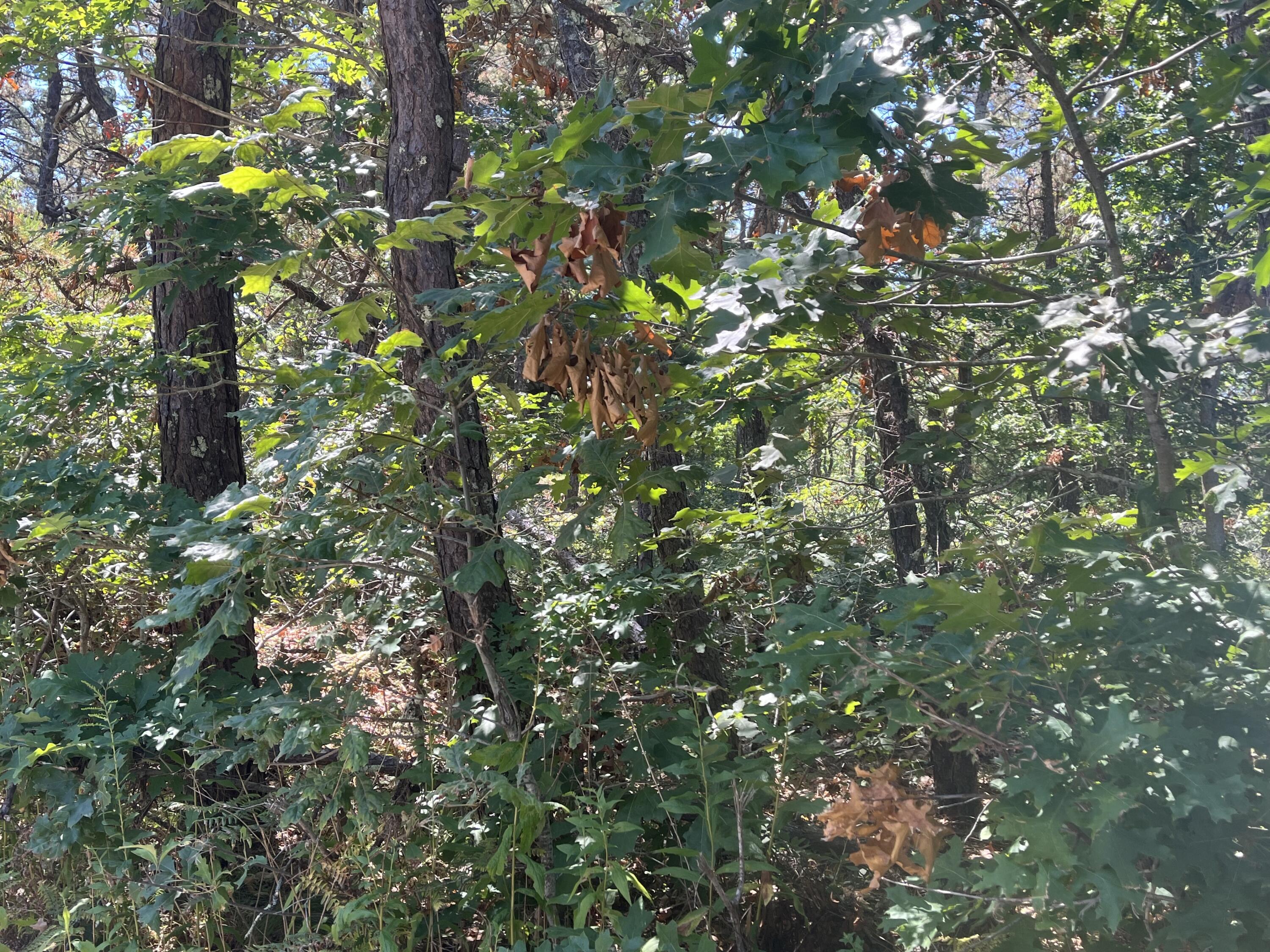 10 Shadbush Circle Mashpee MA 02649