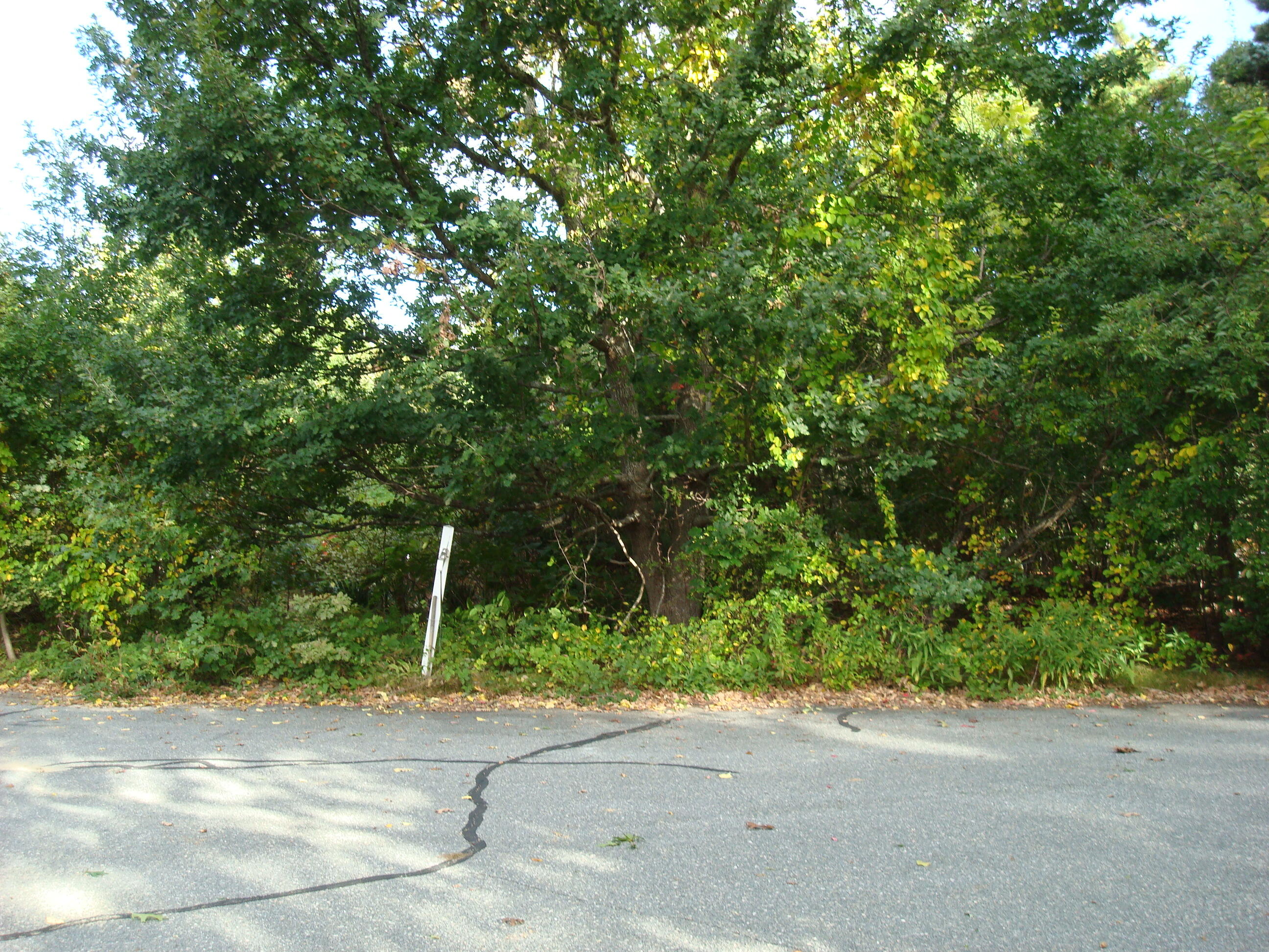 6 Thomas Court Dennis MA 02638