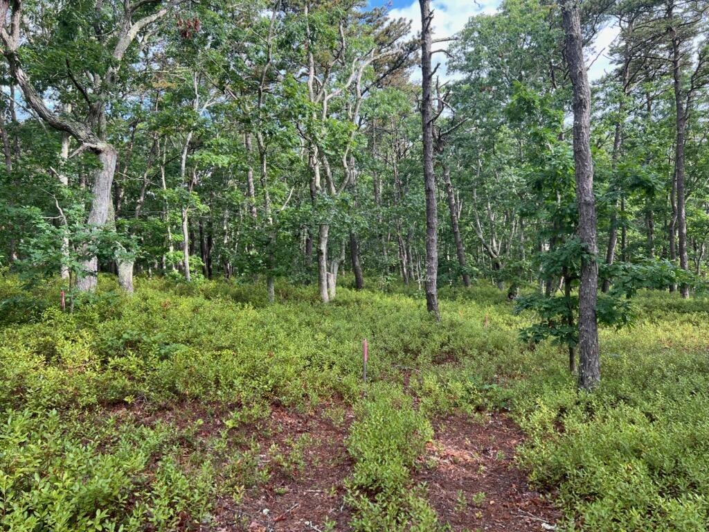 37 Oak Valley Road Wellfleet MA 02667