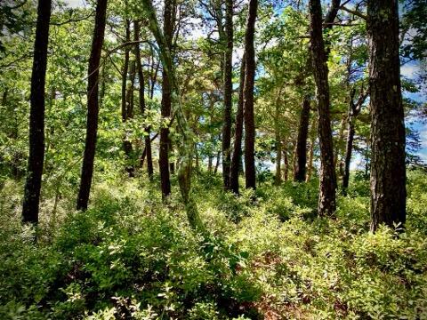 37 Oak Valley Road Wellfleet MA 02667