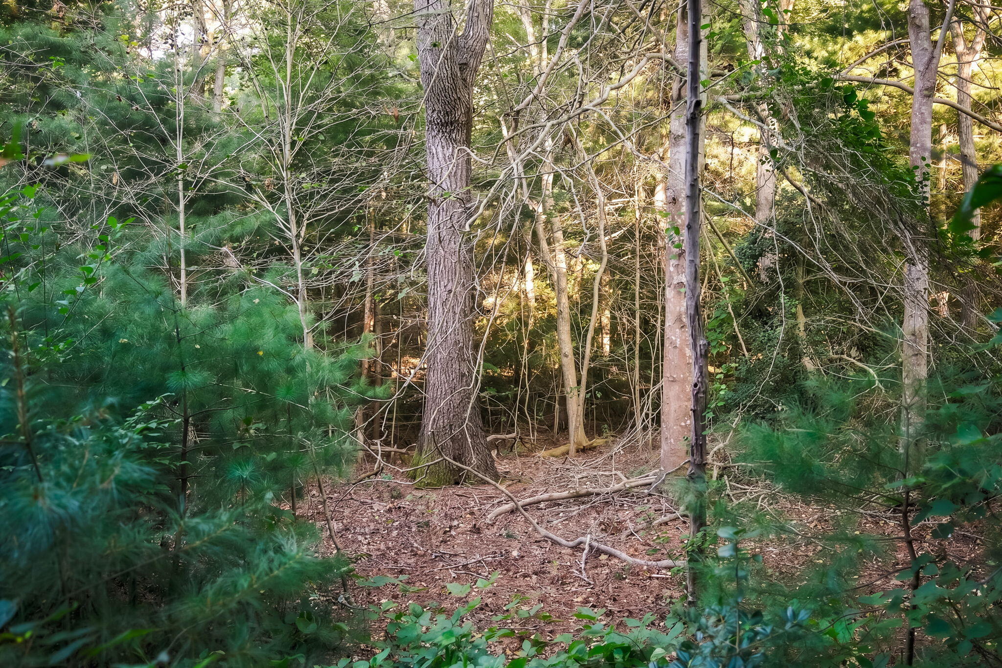 4 Haleys Way Forestdale MA 02644
