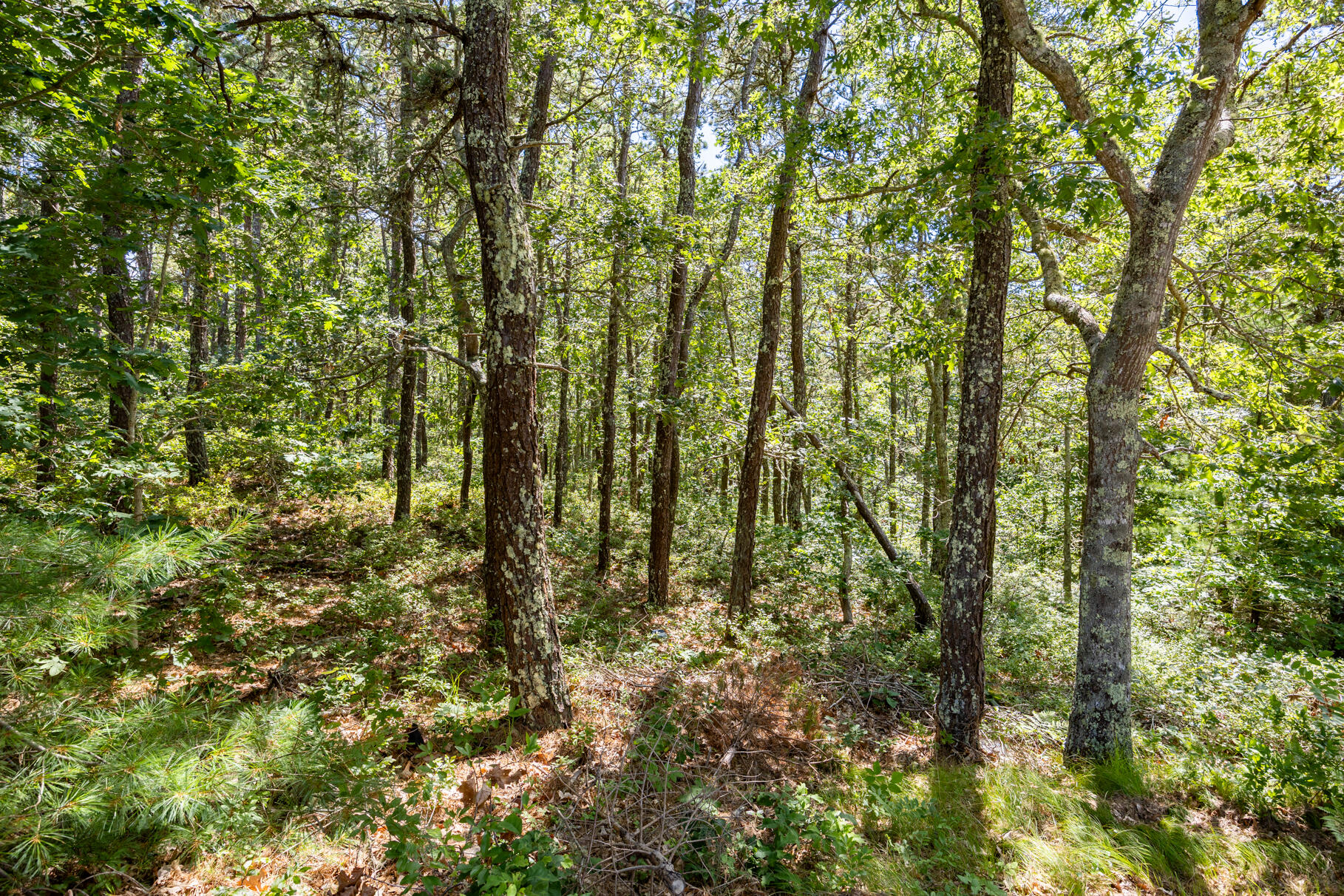 0 Tirrells Way Chatham MA 02633