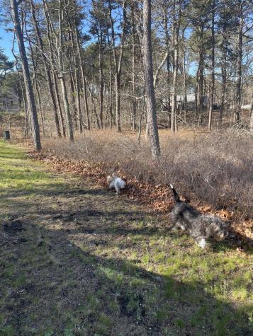 30 Sam Hollow Road Wellfleet MA 02667