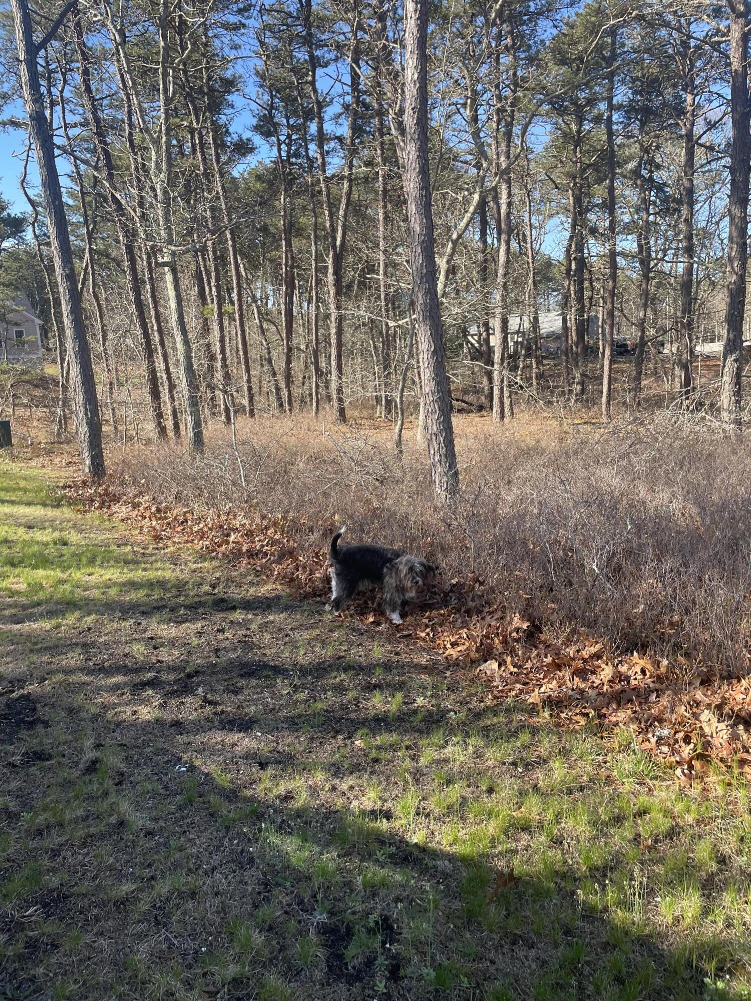 30 Sam Hollow Road, Wellfleet MA — view 4