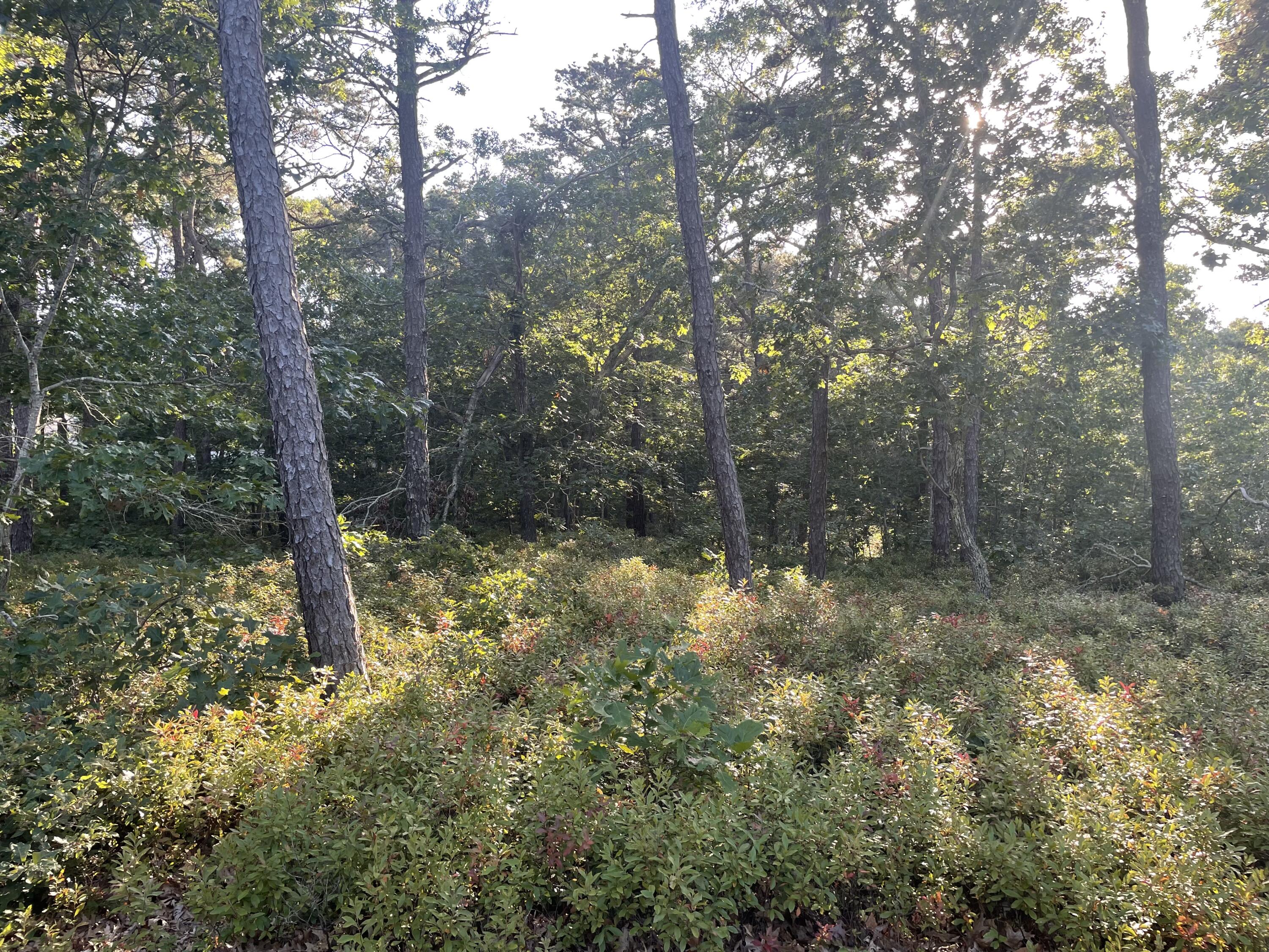 30 Sam Hollow Road, Wellfleet MA — view 5