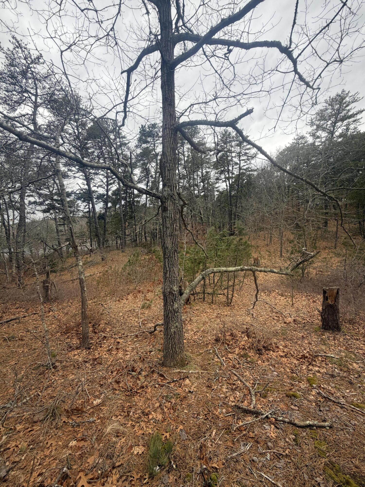 60 Perch Pond Way, Wellfleet MA photo 4