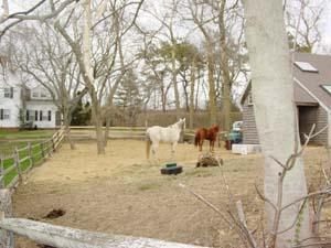 Wellfleet MA 02667