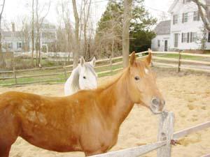 Wellfleet MA 02667