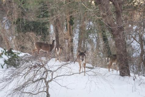 14 Bambi Way Orleans MA 02653